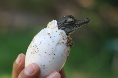 Cocodrilo Cucosta Puerto Vallarta